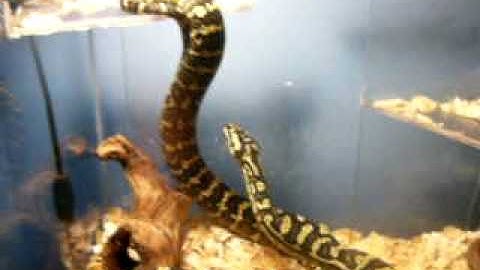 Jungle Carpet Python