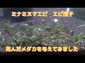 ミナミヌマエビ団子 死んだメダカを与えてみました1時間で骨に えびダンゴ