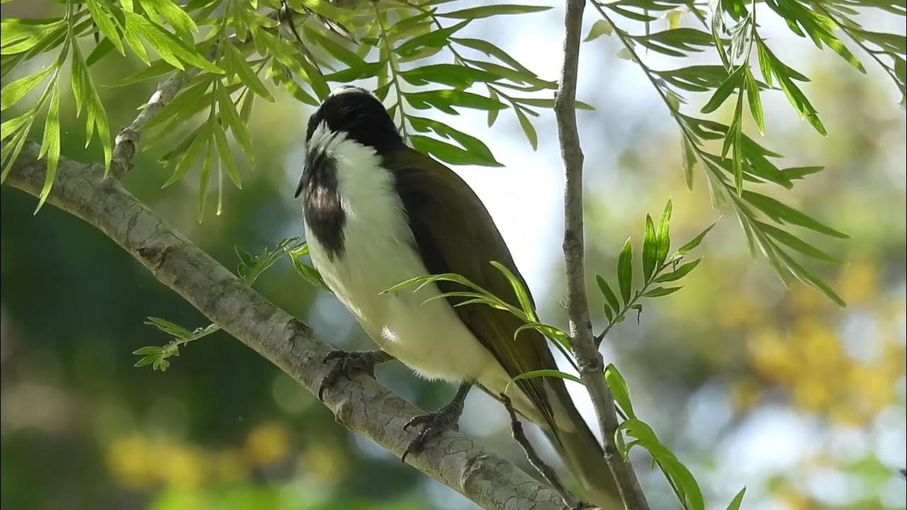 Bluefaced Honeyeater, Hervey Bay Qld YouTube