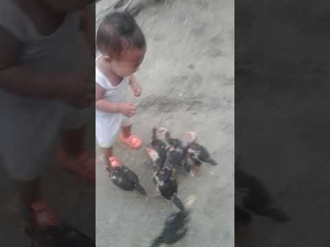 Video Anak kecil Di patok ayam