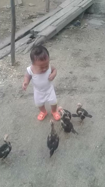 Video Anak kecil Di patok ayam