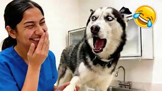 The Most DRAMATIC Dogs of 2026 So Far! 🤣 Try Not To Laugh | Best Funny Animals Videos