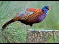 Охота на фазана в Кыргызстане #4