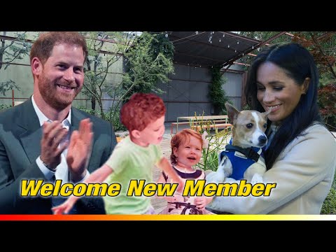 Archie And Lilibet Are Harmony Well To Meghan And Harry’S Newly Adopted Dog / Tv News 24h