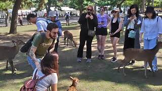 外国人観光客に人気のBabyちゃん❤⭐【Nara Park】