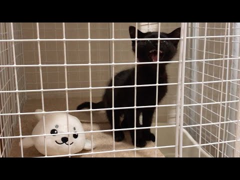 A rescued kitten on the verge of starvation is crying out due to