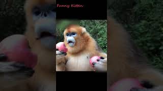 Funny pet, definition of food