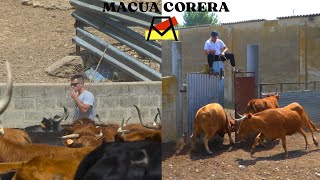 ASI SE APARTAN LAS VACAS PARA UN FESTEJO POPULAR // LARRAGA (NAVARRA)