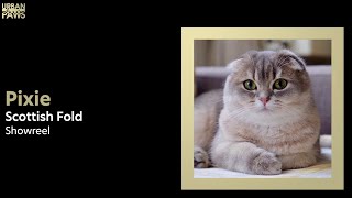 Cat Training: Pixie (Scottish Fold)  Sit, High 5