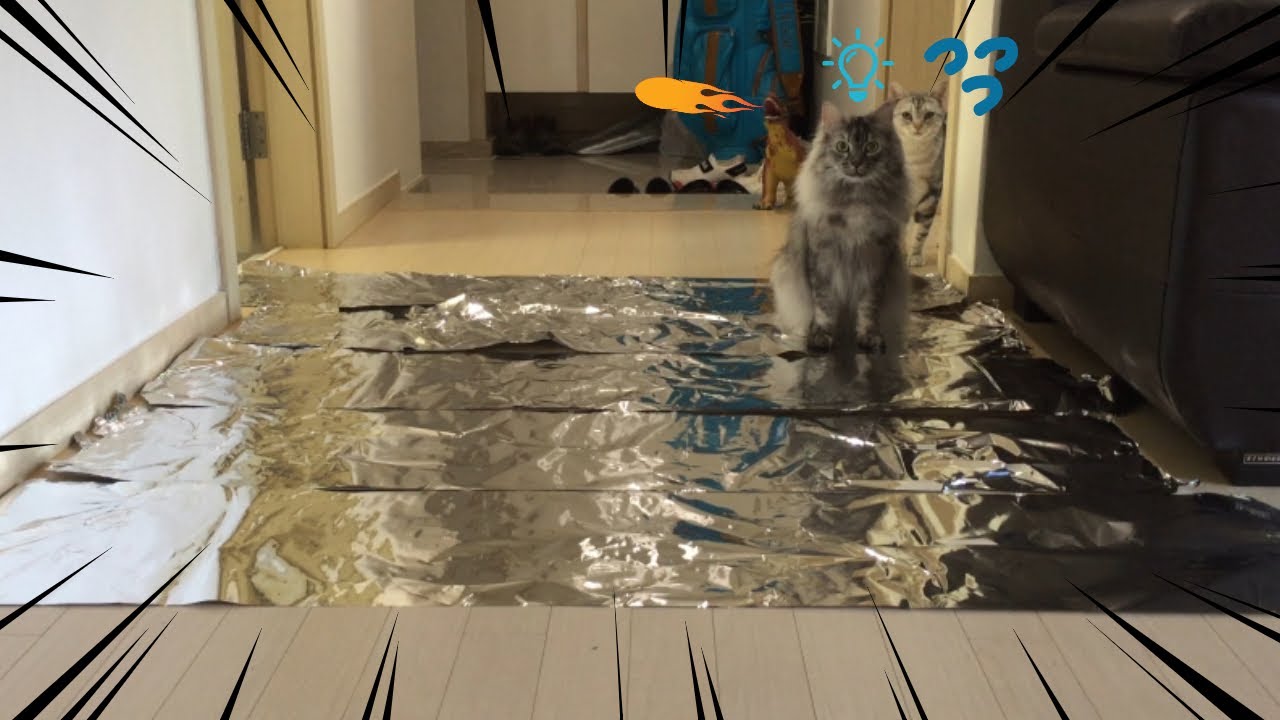 cat and Foil Challenge !! Do Cats Walk On Foil? YouTube