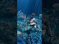 لماذا تغني أنثى الحوت أغاني لصغارها