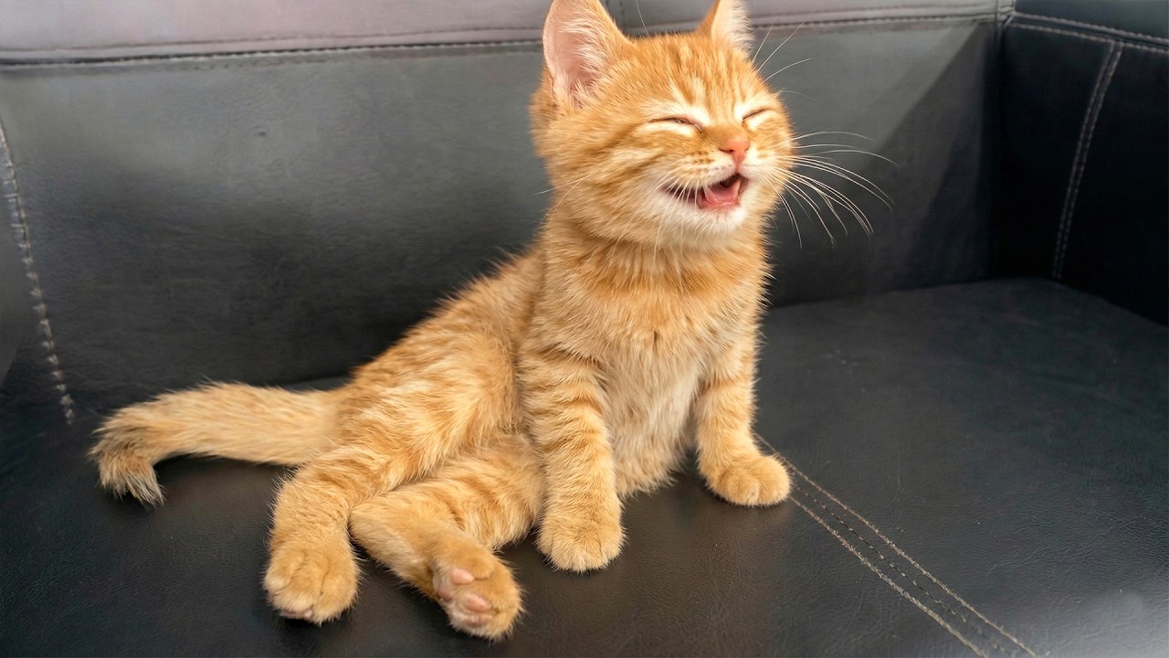 FUNNY Cats Going Crazy in 2026 🤣 Try Not To Laugh