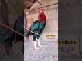 💥🐓Chek My Aseel Beauti!#aseel #murga #rooster #birds #youtubeshorts #viralvideo #chicken