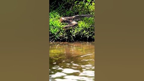BIG MASSIVE ANACONDA SNAKE IN AMAZON RAINFOREST #Shorts #trending #viralvideo
