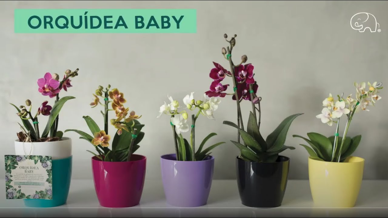 Orquídea Phalaenopsis Baby con Matera Plástica | Habibi