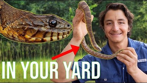 These Snakes Are Living In YOUR Yard! (Backyard Snakes of North Carolina Pt. 1)
