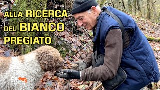 Quattro zampe alla ricerca del 'bianco pregiato'