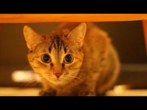 Adorable cat doing adorable thing’s - YouTube