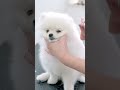 初めてのトリミングでこんなにリラックスしちゃうの！？ #shorts