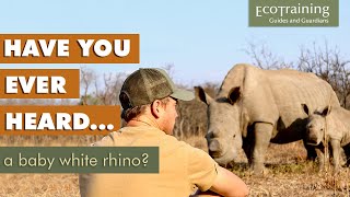 The Sweet Whining Sound Of A White Rhino Calf Ecotraining