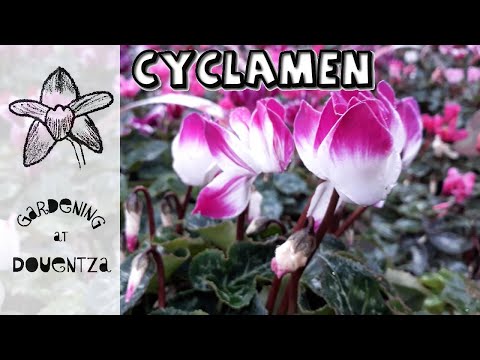 Video: Cyclamen Plant Seeds - Producerar Cyclamen Plants frön