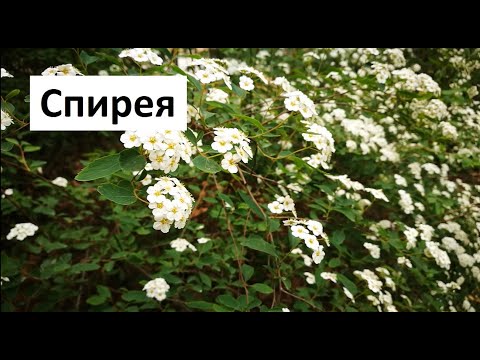 Видео: Подрязване на спирея: как да се реже през пролетта и лятото? Подстригване със спирея за начинаещи. Може ли спиреята да се отреже през есента?