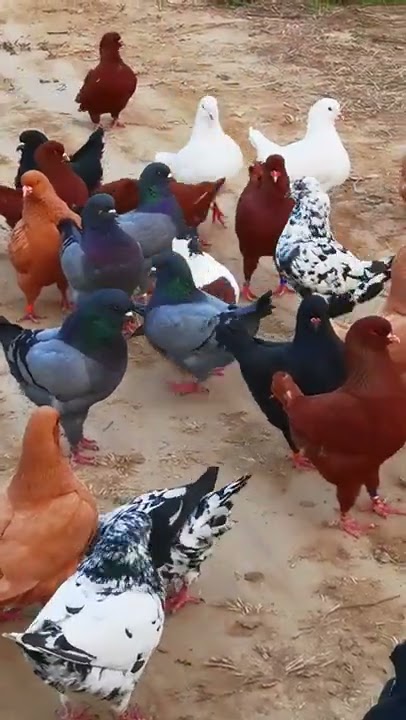 Family pigeon farm, all kinds