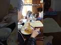可愛い娘と美味しいランチ #子猫 #保護猫 #猫のいる暮らし
