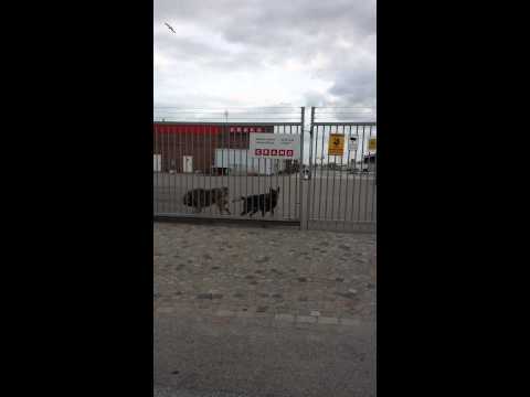 Video: Vakthundar - Människors Trafikundersökningar, återkallande Av Klientbehörigheter, Utanför Verksamheten
