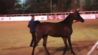 Memories of Jordan - WAHO 2022 - Part 4 - A parade of Arabian horses by Local Breeders.
