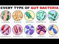 Every Type Of Gut Bacteria Explained