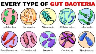 Every Type Of Gut Bacteria Explained