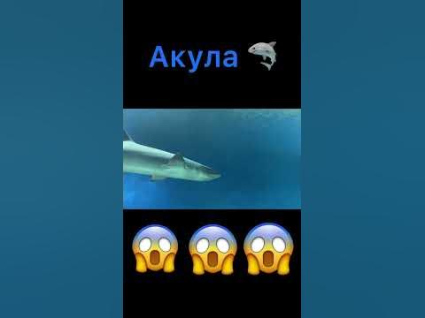 Акула 🦈 😱😱😱 - YouTube