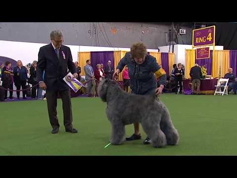 Video: Bouvier Des Flandres Hunderace Allergivenlig, Sundhed Og Levetid