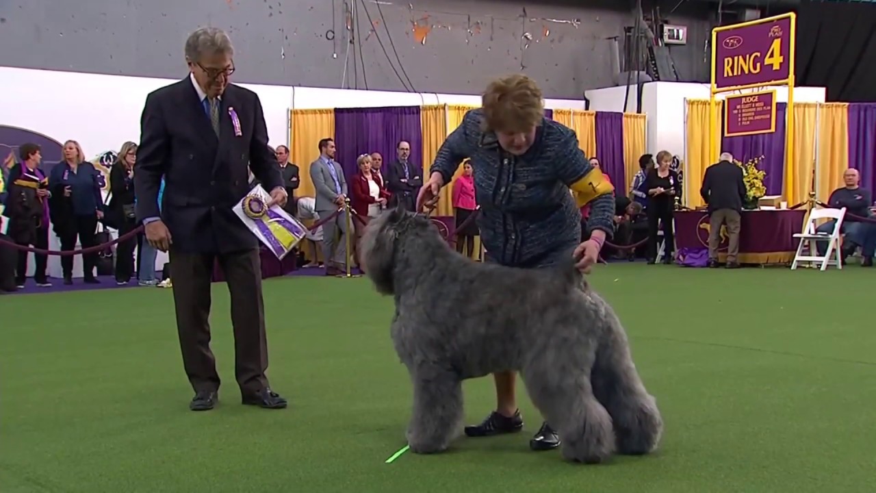 bouvier westminster dog show