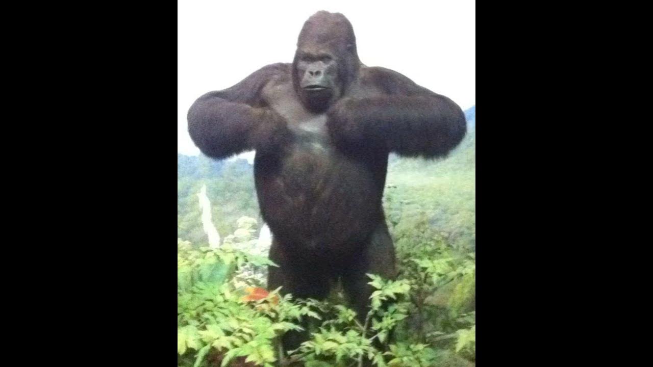 Ape Sound Effects 🦍 🔊 YouTube