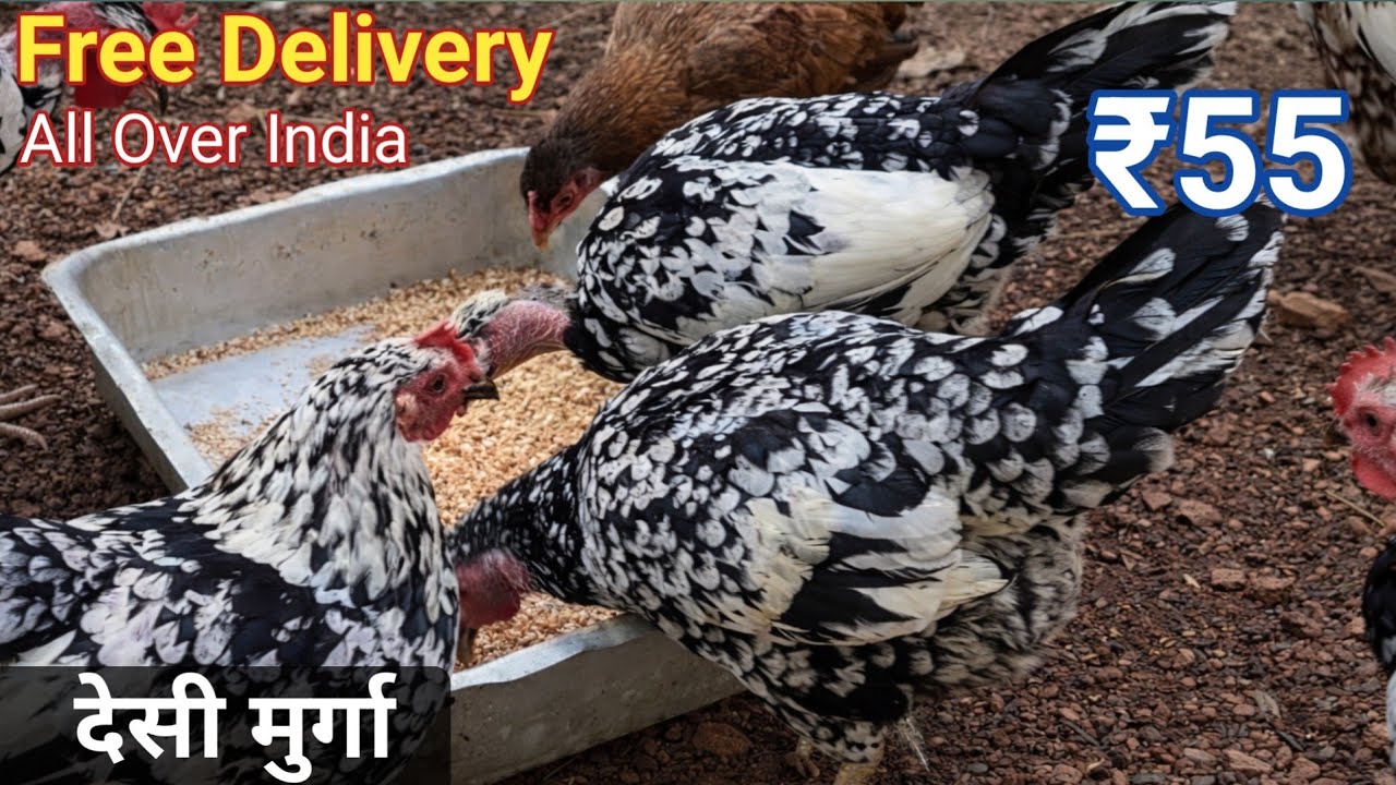 High-quality Country Chicken!  Wholesale supplier_WhatsApp +91-89213 76740