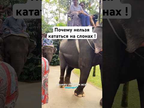 Почему нельзя кататься на слонах #бали#слоны#помощьживотным #путешествия