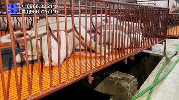 Cách làm chuồng heo nái đẻ thông minh không bị ẩm ướt