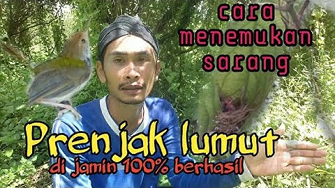 Cara menemukan  sarang burung prenjak lumut / kepala merah. 100% di jamin berhasil~Branjangantv.