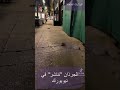 انتشار أعداد كبيرة من الجرذان في أحد شوارع مدينة نيويورك