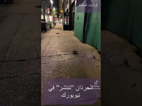 انتشار أعداد كبيرة من الجرذان في أحد شوارع مدينة نيويورك