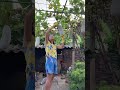 Harvesting Winter Melon Harvesting Winter Melon