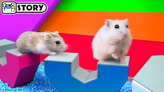 HAMSTER NINJA WARRIOR  World’s Most Dangerous Obstacle course  Homura Ham Pets