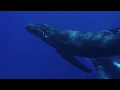 Male Humpback Whale escorting Mother & Calf Humpback Whales