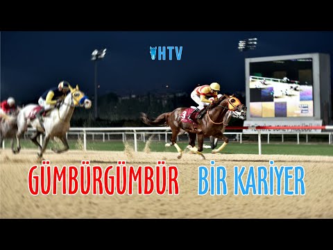 GÜMBÜRGÜMBÜR Türkiye'nin En Çok Yarış Kazanan Arap Atı!
