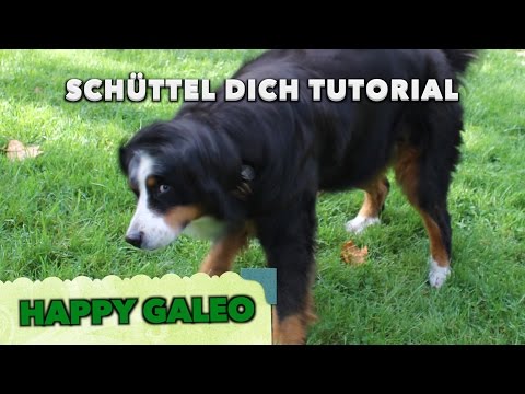 Video: Warum schüttelt mein Hund den Kopf?