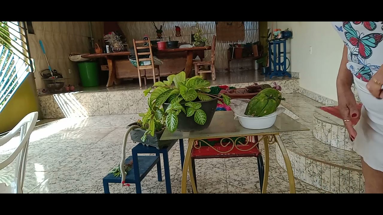 Dóis tapete de rainha depois do replantio 