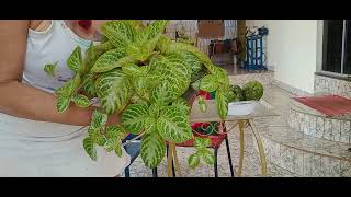 Two Queen-Size Carpets After Replanting.