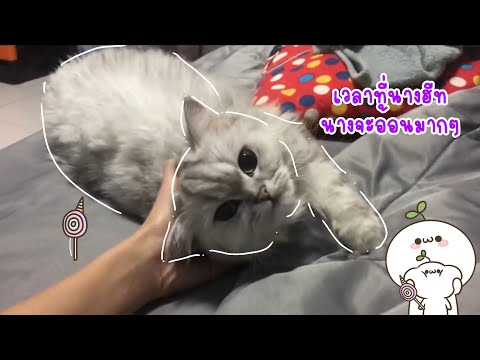 อาการฮีทของแมว ตัวเมีย | Candy Story